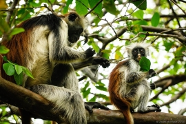 Małpki Colobus